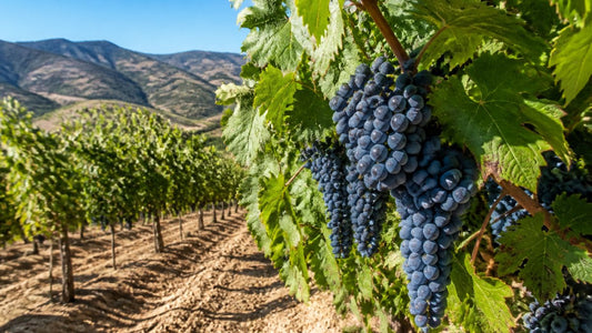 How to Overcome Challenges Growing Native Grape Varieties